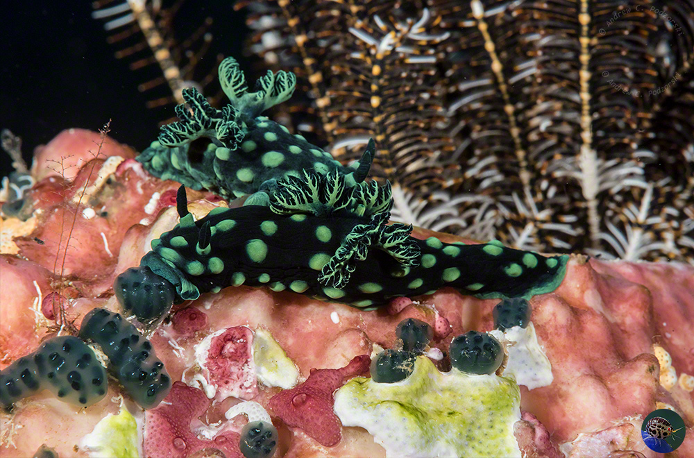 Nembrotha cristata feeding on ascidians