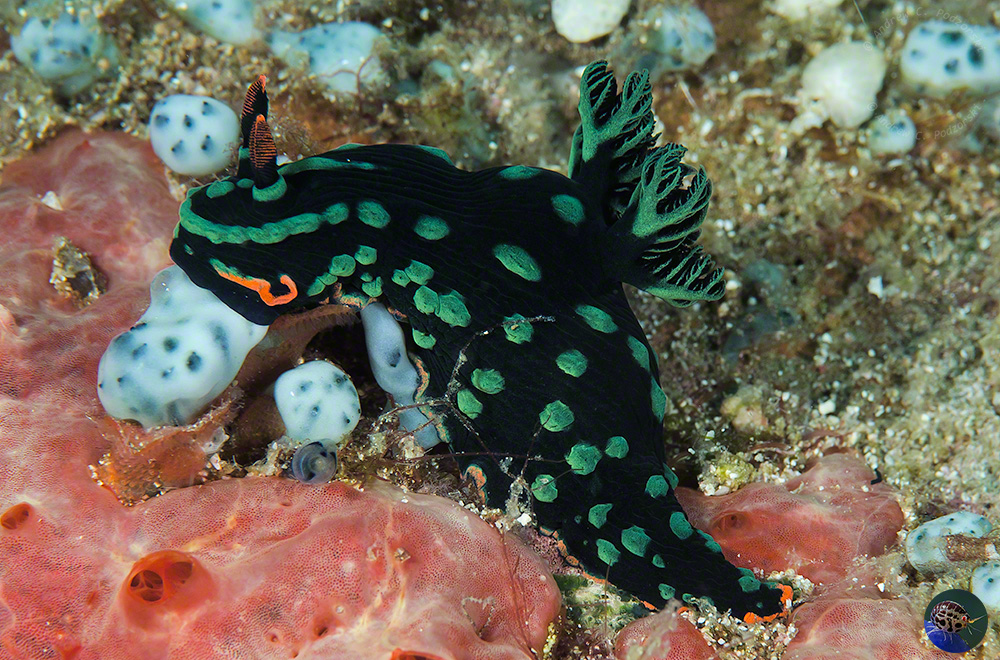 Nembrotha kubaryana