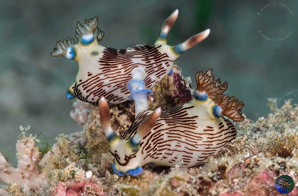 Nembrotha lineolata mating