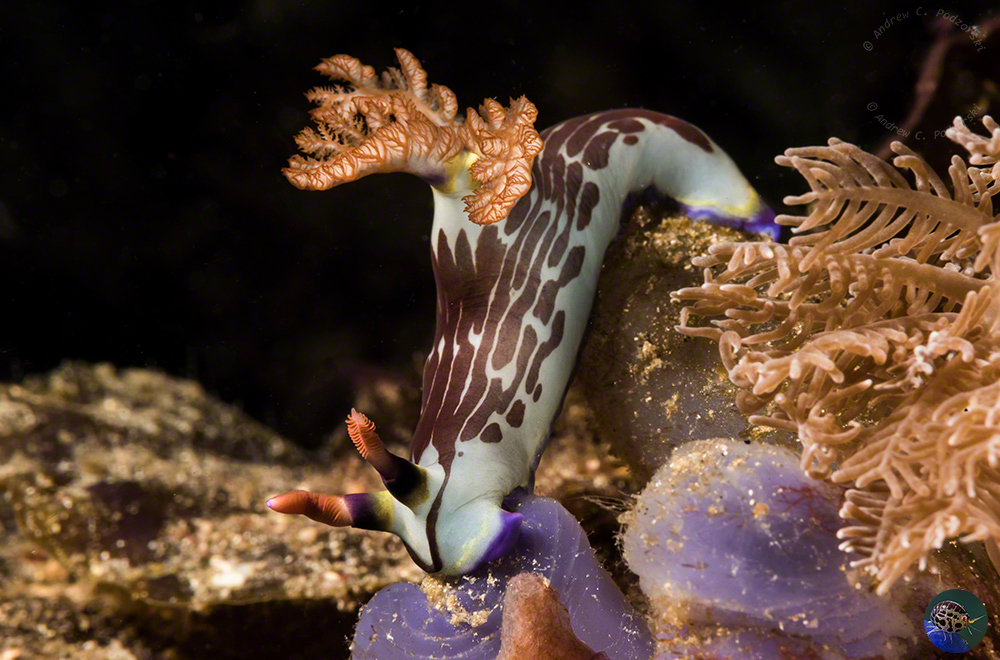 Nembrotha cf. mullineri feeding on a tunicate