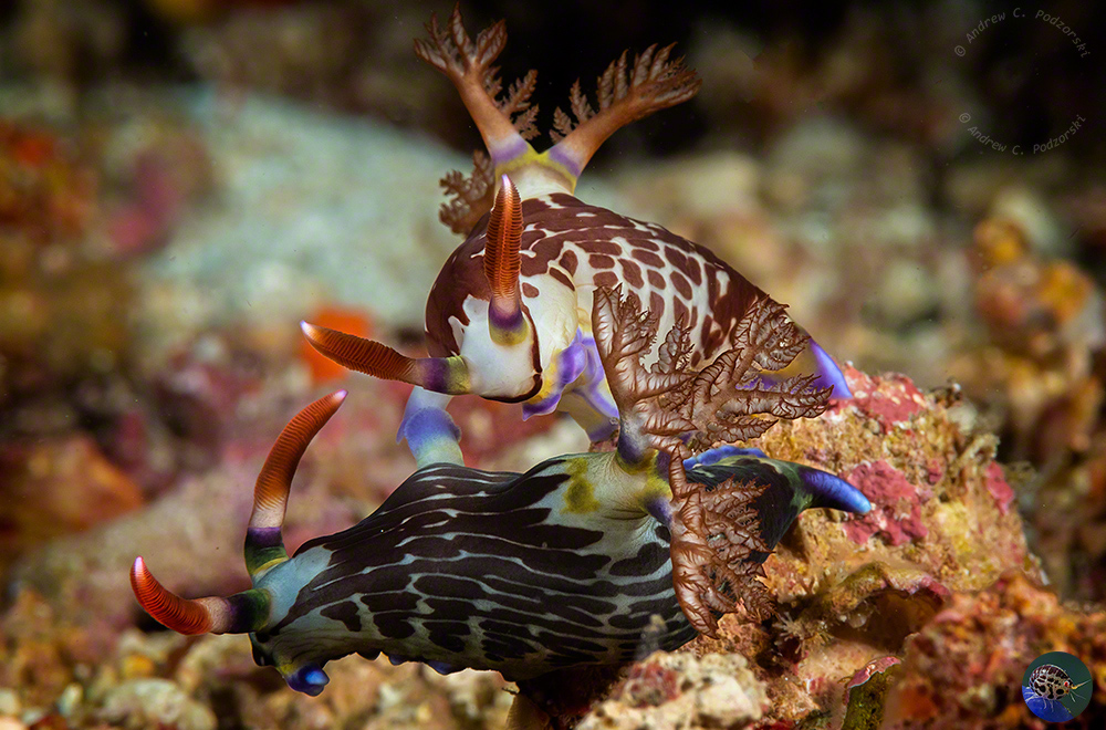 Nembrotha cf. mullineri mating