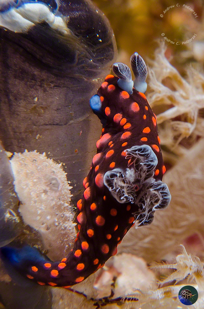 Nembrotha sp. 1 (Gosliner et al. 2018)