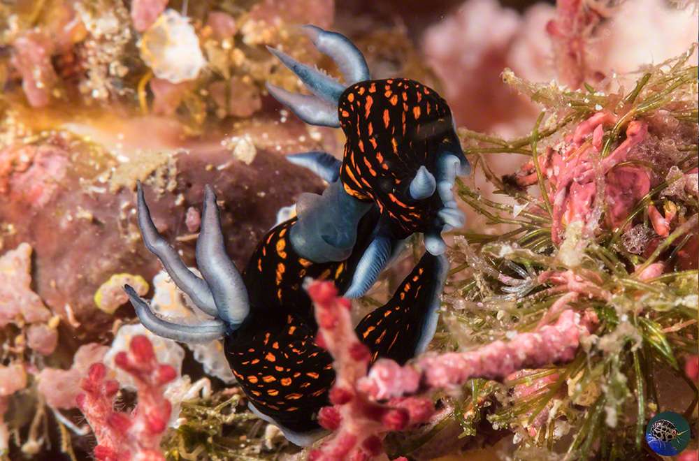 Robastra gracilis mating