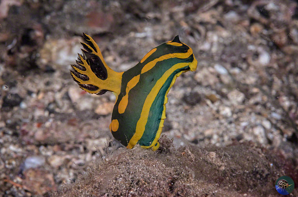 Tambja gabrielae "sniffing" the current