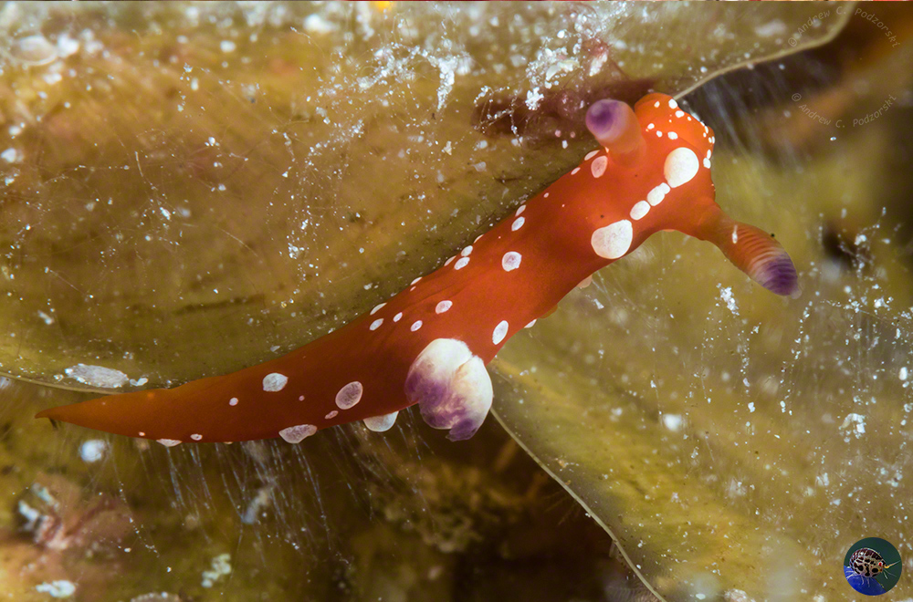 Tambja cf. limaciformis