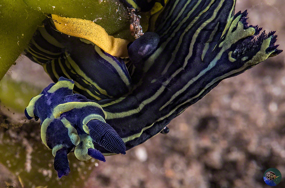 Tambja sp. laying eggs