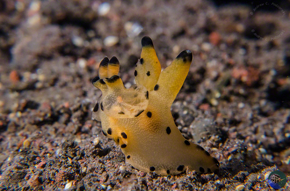 Thecacera sp. 8 (Gosliner et al. 2018)