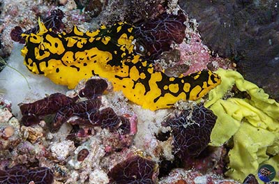 Aegires gardineri with eggs