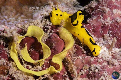 Aegires minor with eggs