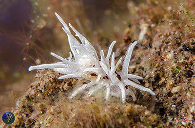 Okenia brunneomaculata