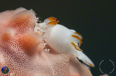 Trapania cf. gibbera