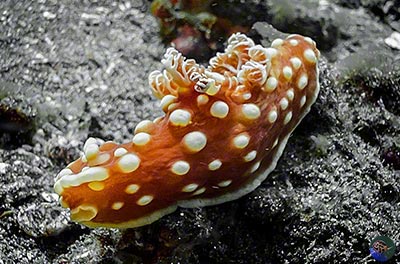 Gymnodoris aurita