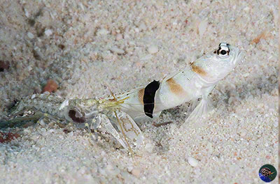 Gymnodoris nigricolor feeding on a partner goby