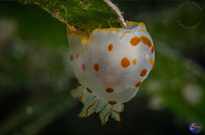 Gymnodoris cf. rubropapulosa