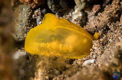 Gymnodoris sp. 45 (Gosliner et al. 2018)