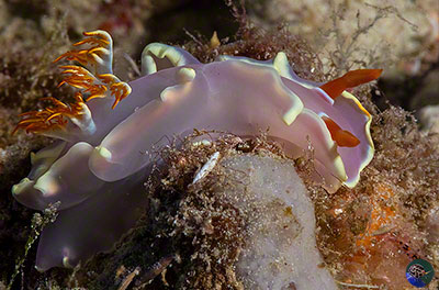 Hexabranchus  sp. - juvenile