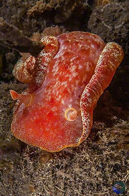 Hexabranchus sanguineus