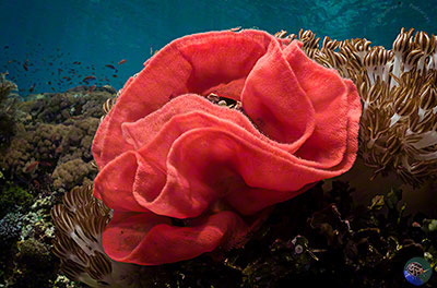 Hexabranchus sanguineus eggs