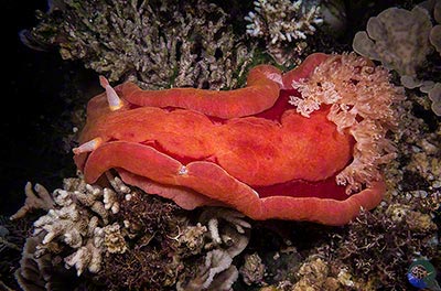 Hexabranchus sanguineus