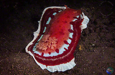 Hexabranchus sanguineus - warning flash