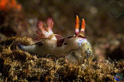 Nembrotha chamberlaini