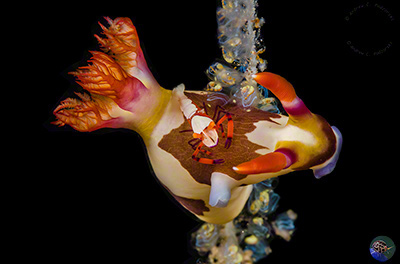 Nembrotha chamberlaini with Xenopontonia imperator