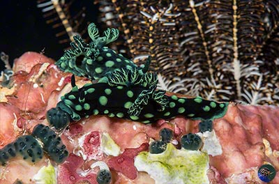Nembrotha cristata mating