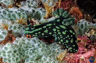Nembrotha kubaryana
