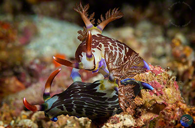 Nembrotha cf. mullineri mating