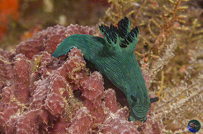 Nembrotha milleri