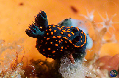 Nembrotha sp. 1 (Gosliner et al. 2018)