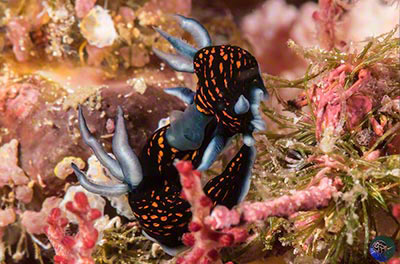 Robastra gracilis mating