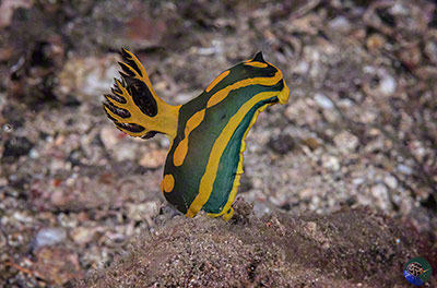 Tambja gabrielae "sniffing" the current