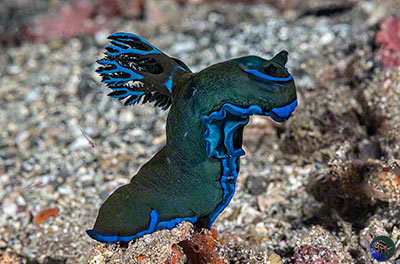 Tambja morosa "sniffing" the current