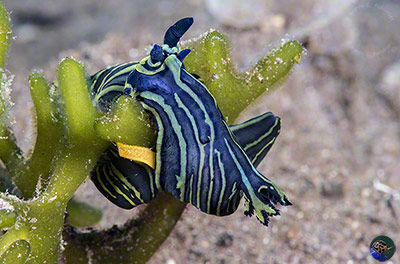 Tambja sp. laying eggs