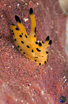 Thecacera sp. 8 (Gosliner et al. 2018)