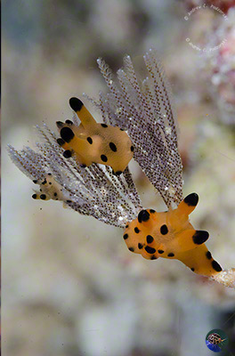 Thecacera sp. 8 feeding on bryozoans (Gosliner et al. 20