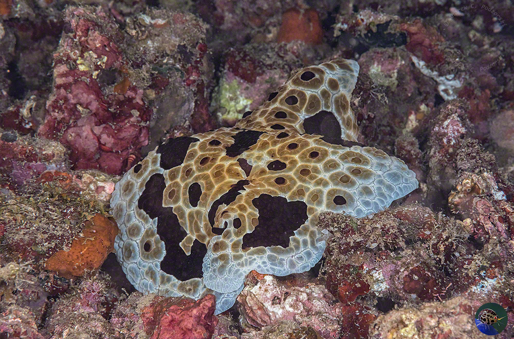 Pleurobranchus grandis