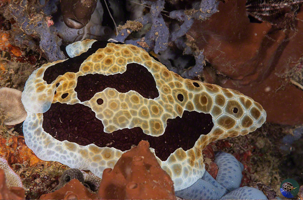 Pleurobranchus grandis