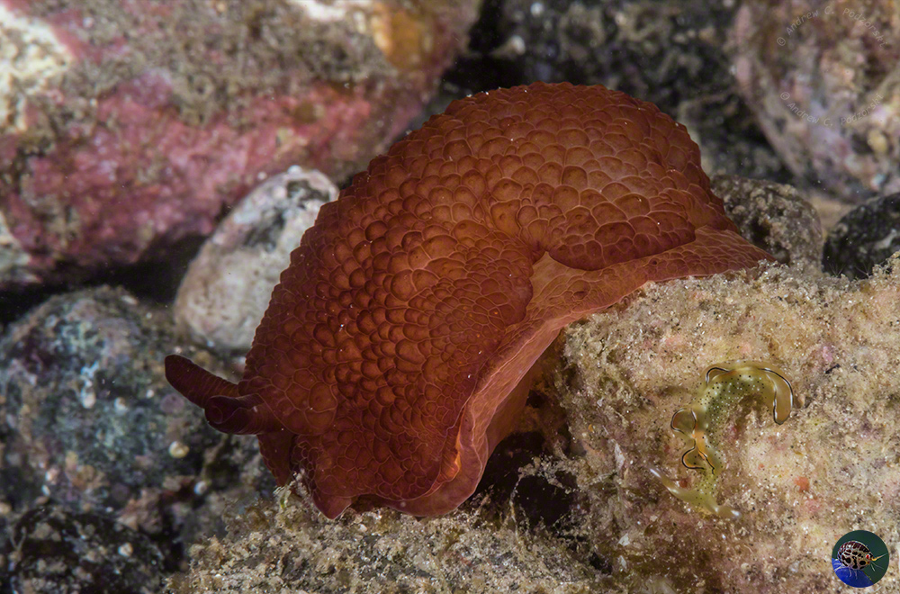 Pleurobranchus forskalii juvenile
