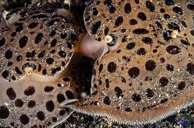 Euselenops luniceps mating