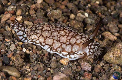 01-Pleuorbranchus brockii