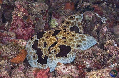 Pleurobranchus grandis