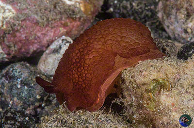 Pleurobranchus forskalii juvenile