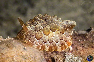 Pleurobranchus forskalii juvenile