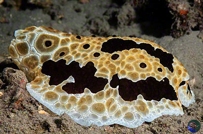 Pleurobranchus grandis