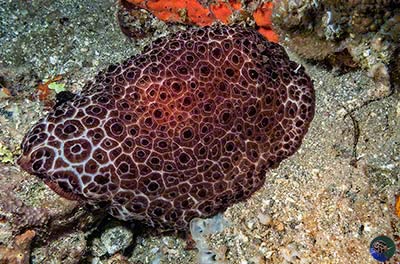 Pleurobranchus grandis