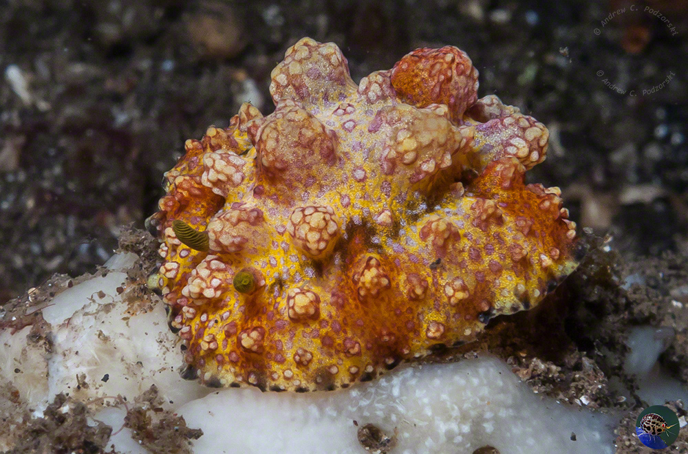 Phyllidiopsis cardinalis
