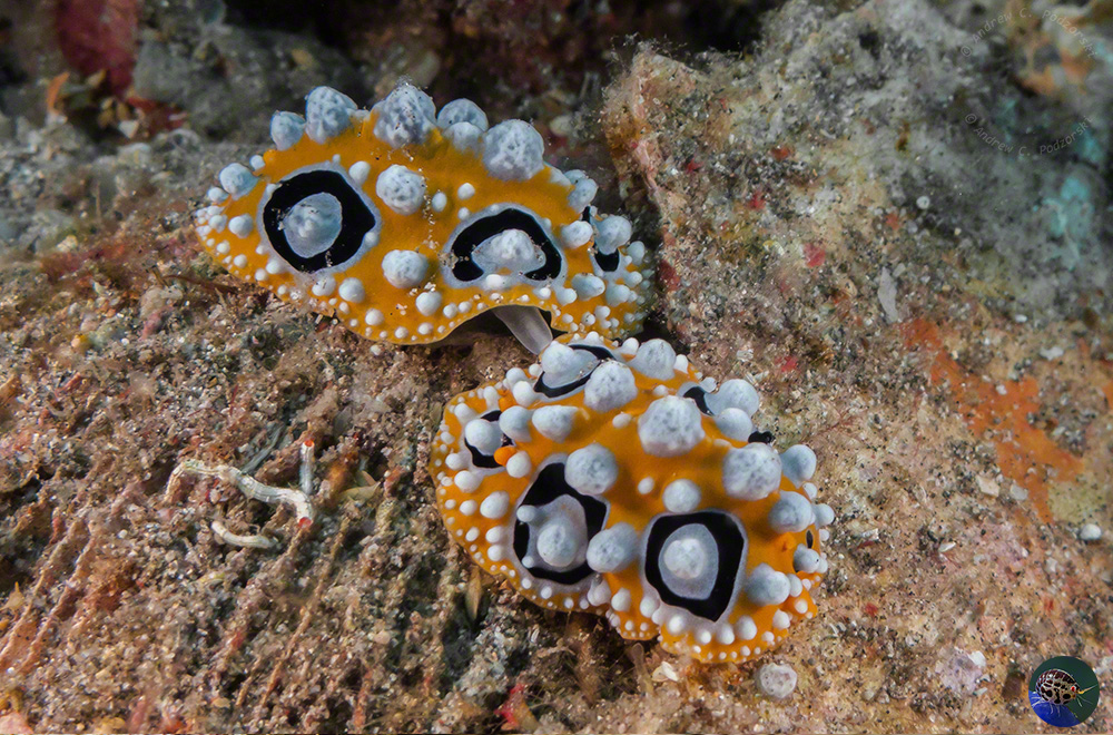 Phyllidia ocellata mating
