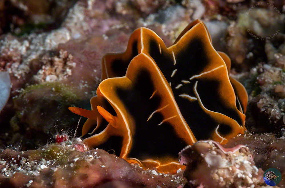 Reticulidia halgerda